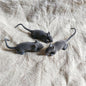 Simulation Flocking Spider Mouse Bat Black Grey